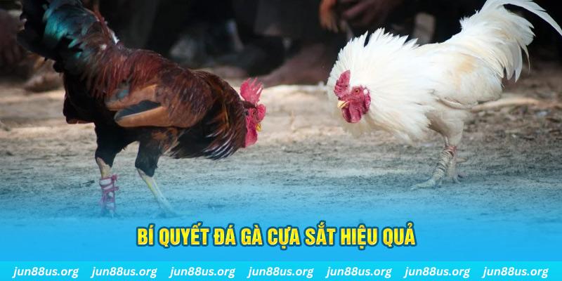 i9bet100 đá gà cựa dao