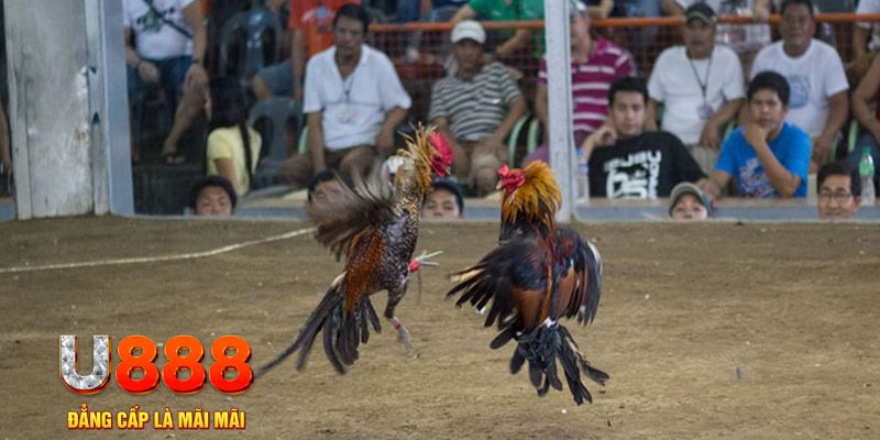 i9bet100 đăng nhập mậu binh online