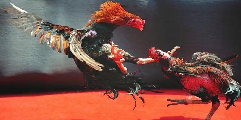 i9bet100 BG Bắn cá