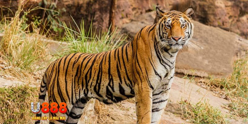 i9bet100 bắn cá rikvip