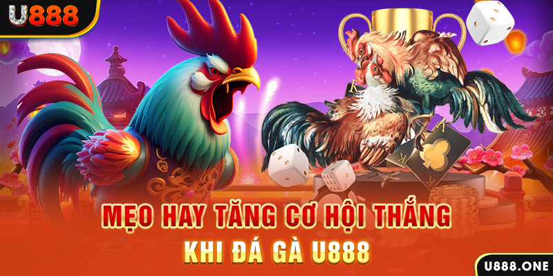 trực tiếp gà chọi c1